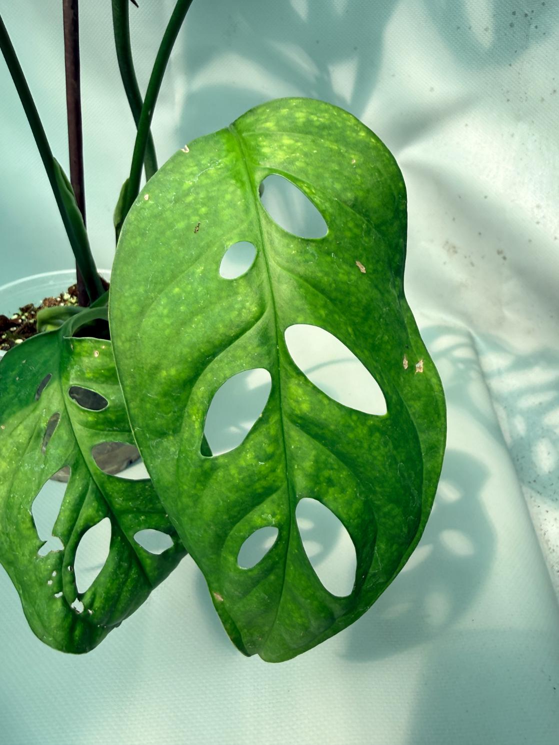 Monstera Epipremnoides Esqueleto XXL 7