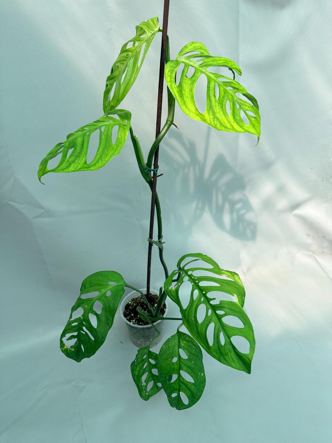 Monstera Epipremnoides Esqueleto XXL in toto