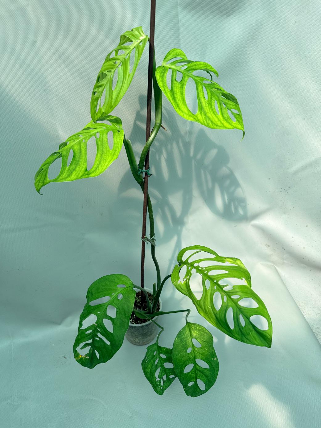 Monstera Epipremnoides Esqueleto XXL totale