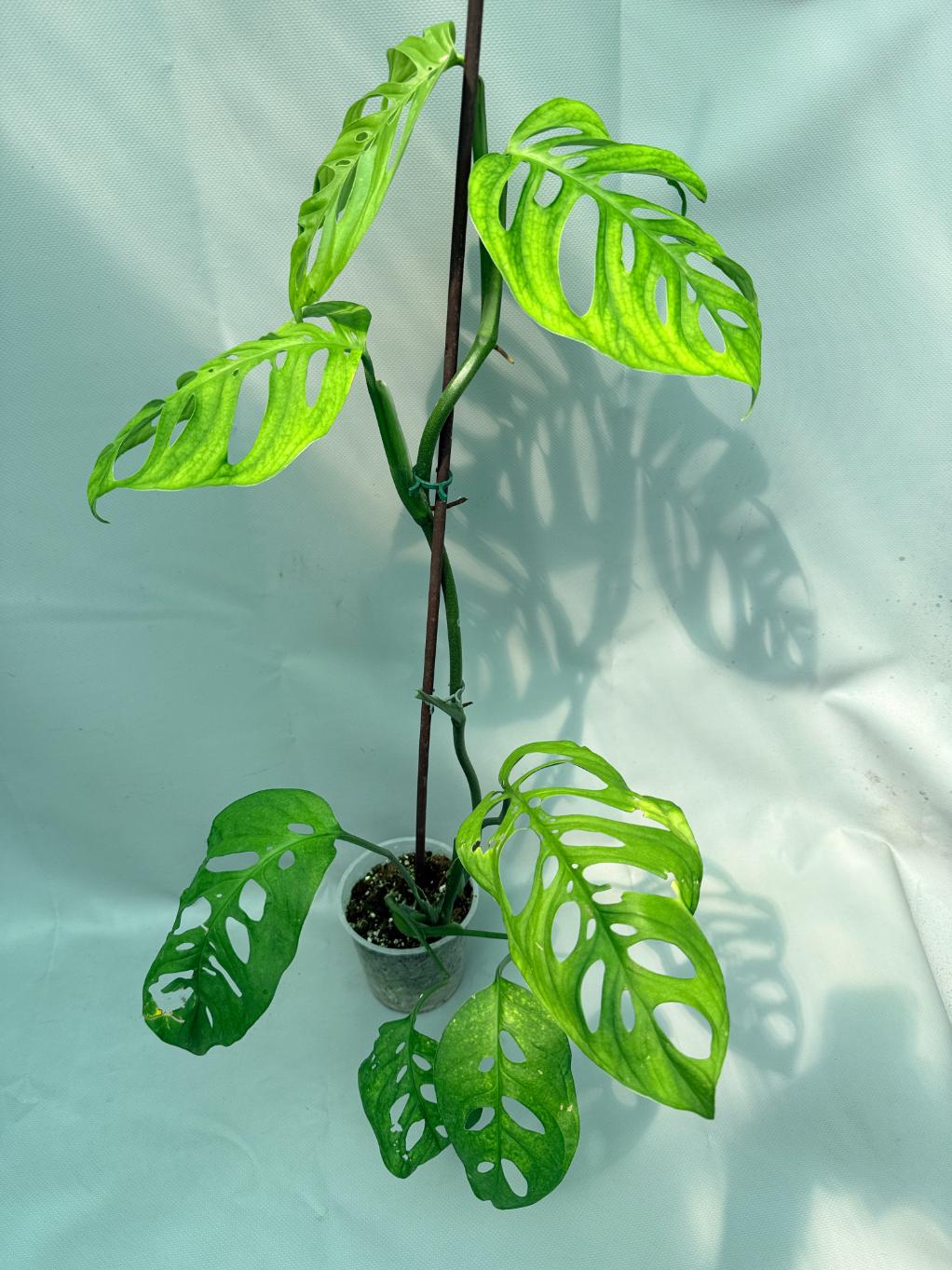 Monstera Epipremnoides Esqueleto XXL tutta