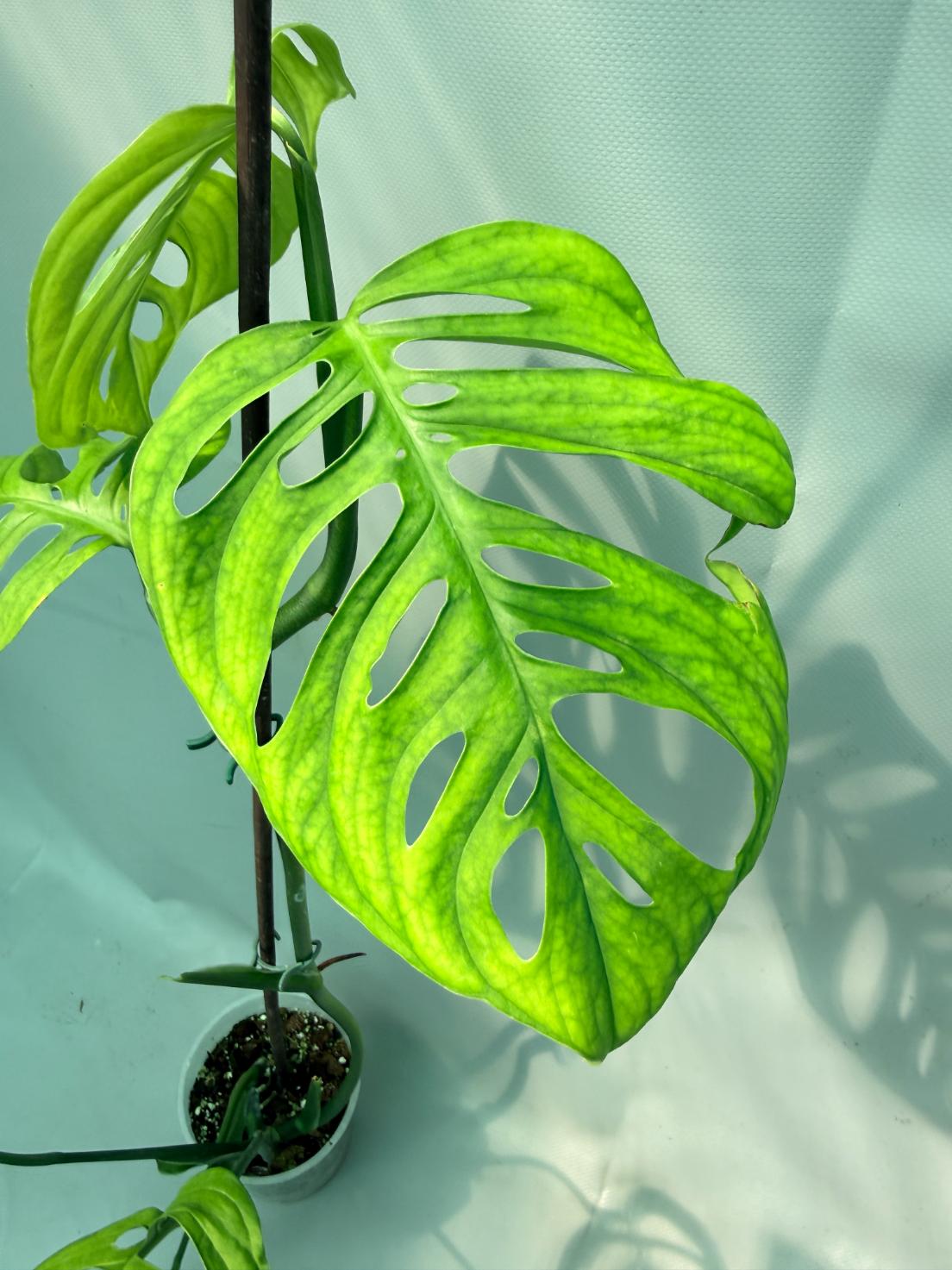 Monstera Epipremnoides Esqueleto XXL foglia
