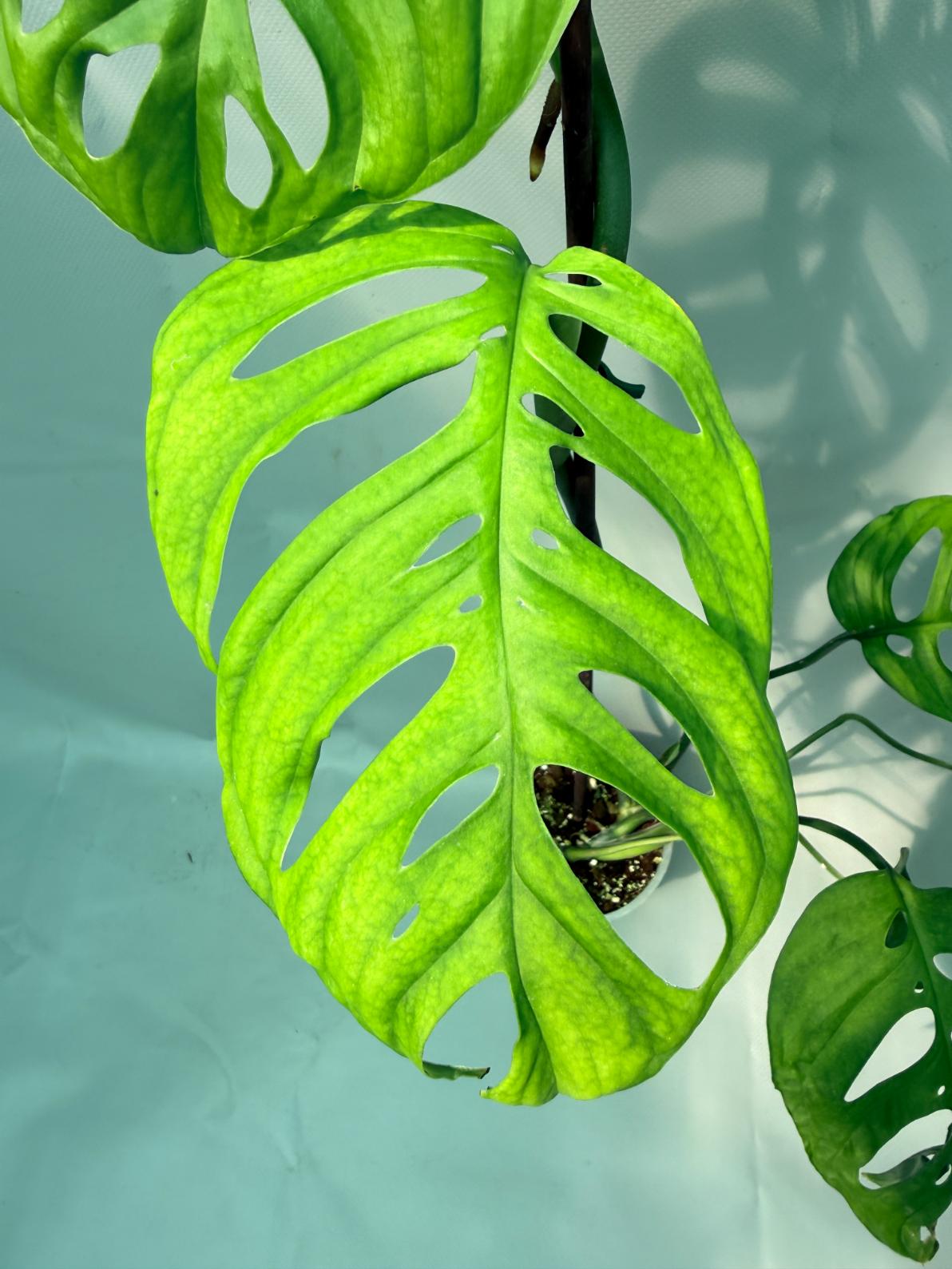 Monstera Epipremnoides Esqueleto XXL leave