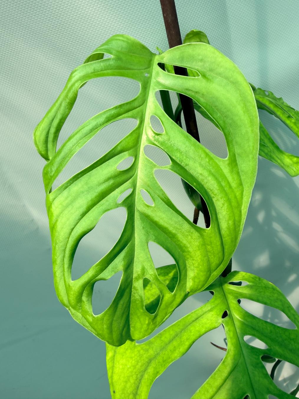 Monstera Epipremnoides Esqueleto XXL leave 3