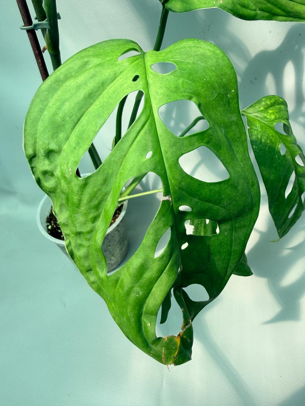 Monstera Epipremnoides Esqueleto XXL foglia 4