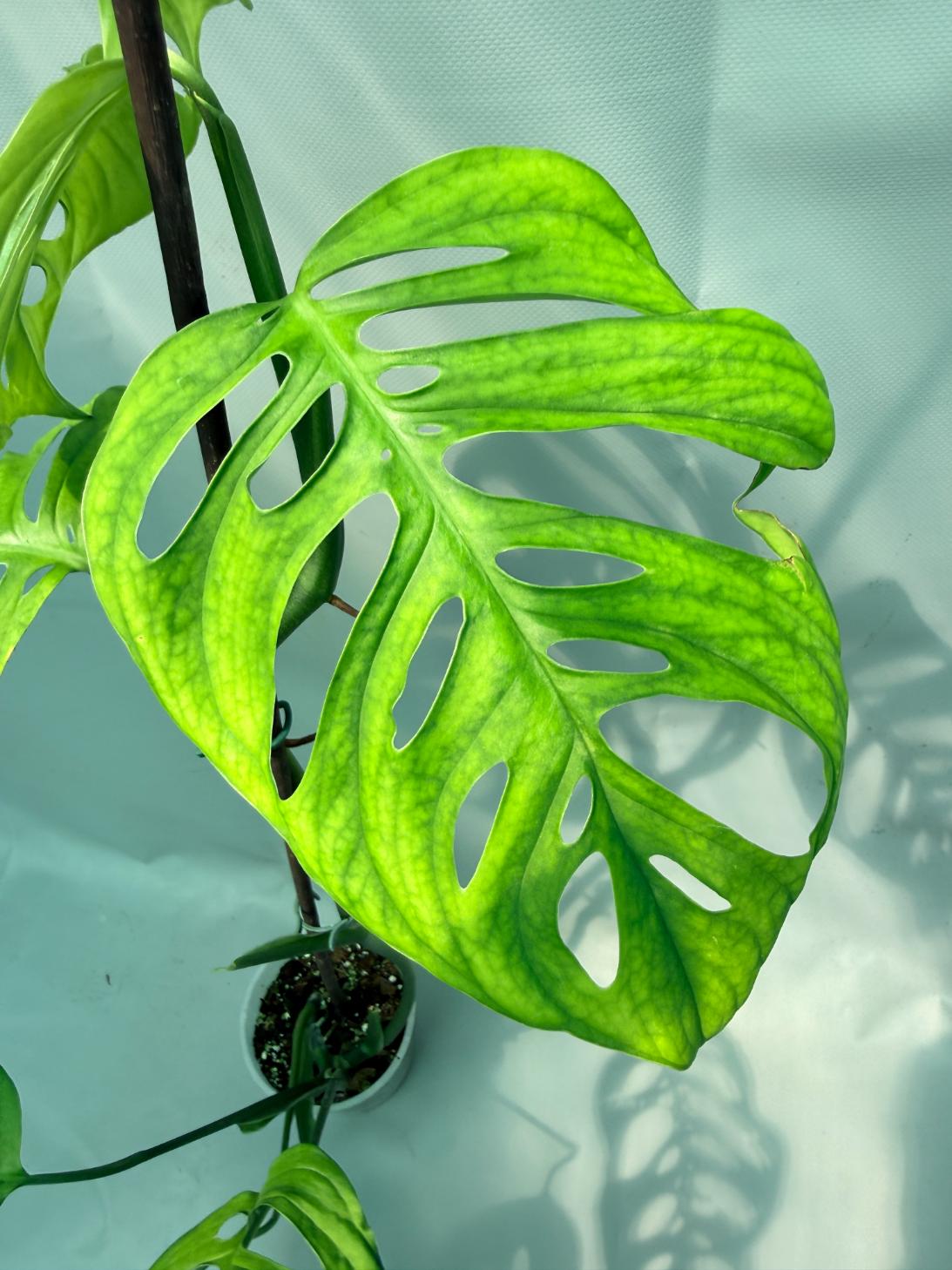 Monstera Epipremnoides Esqueleto XXL foglia 5