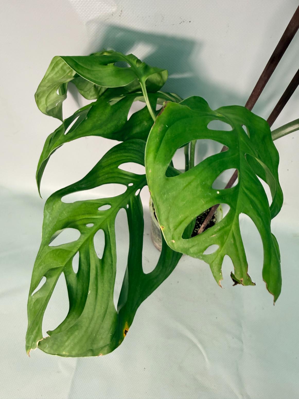 Monstera Epipremnoides Esqueleto XXL 07