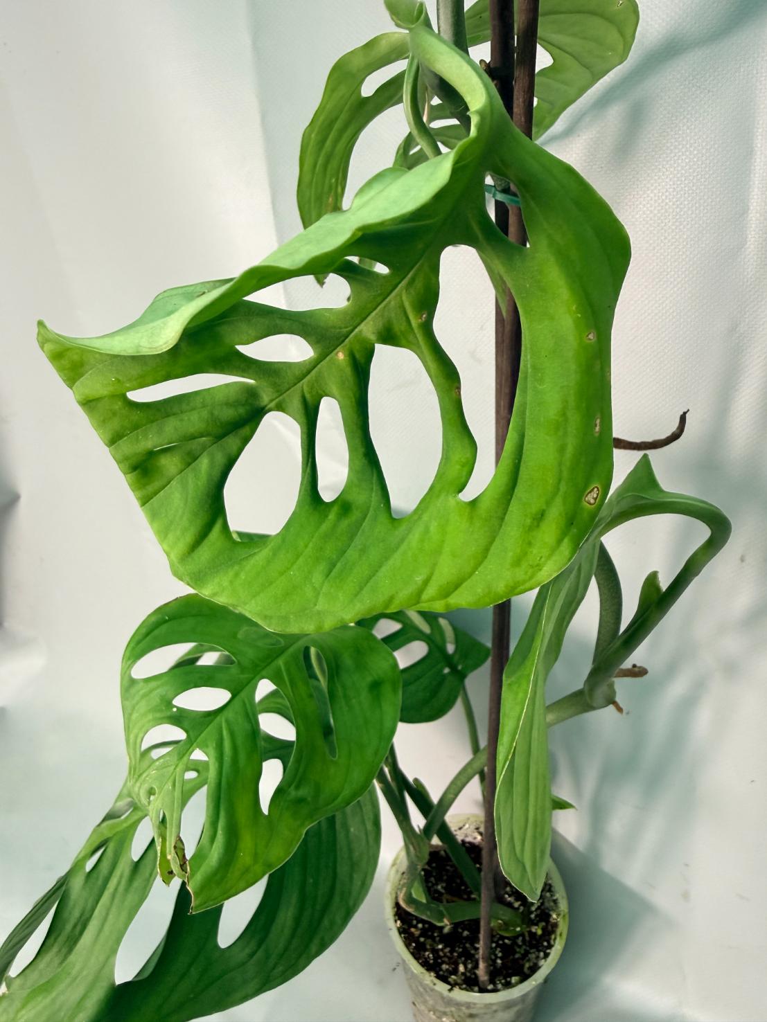 Monstera Epipremnoides Esqueleto XXL 08