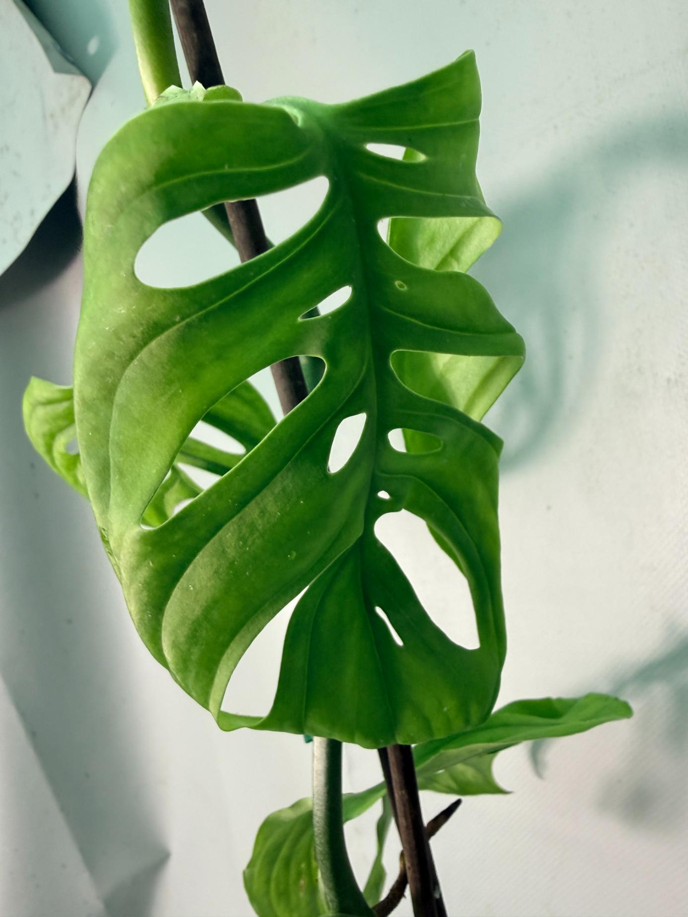Monstera Epipremnoides Esqueleto XXL 09