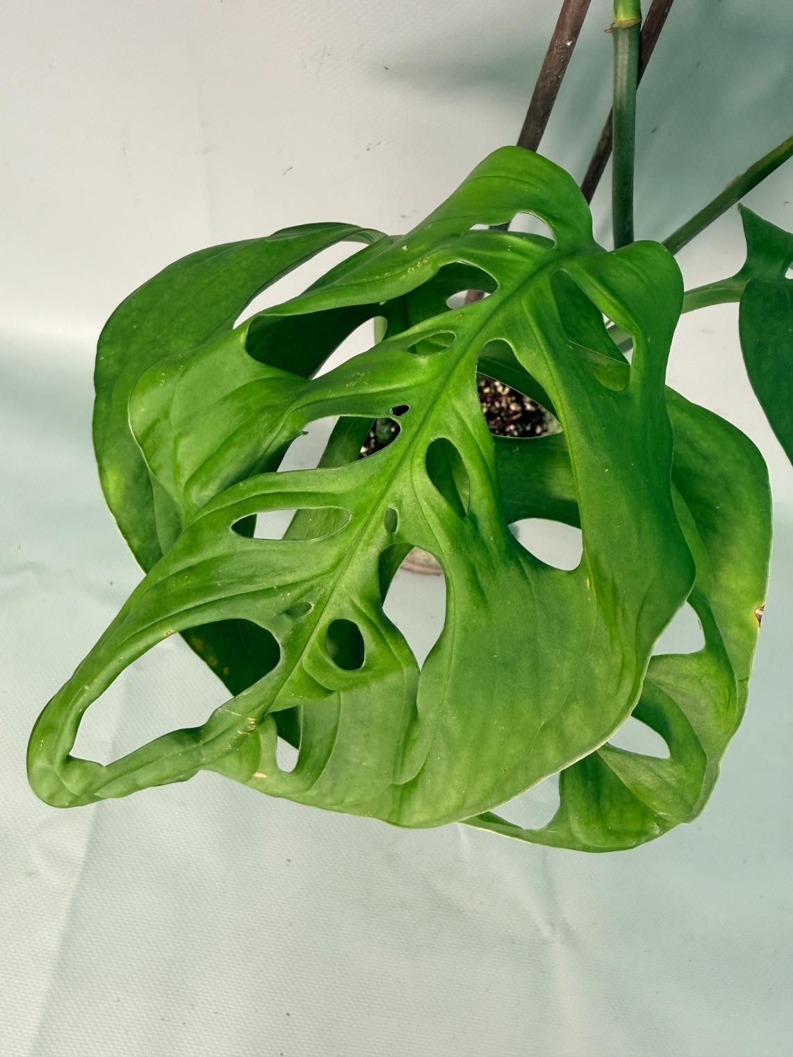 Monstera Epipremnoides Esqueleto XXL 10