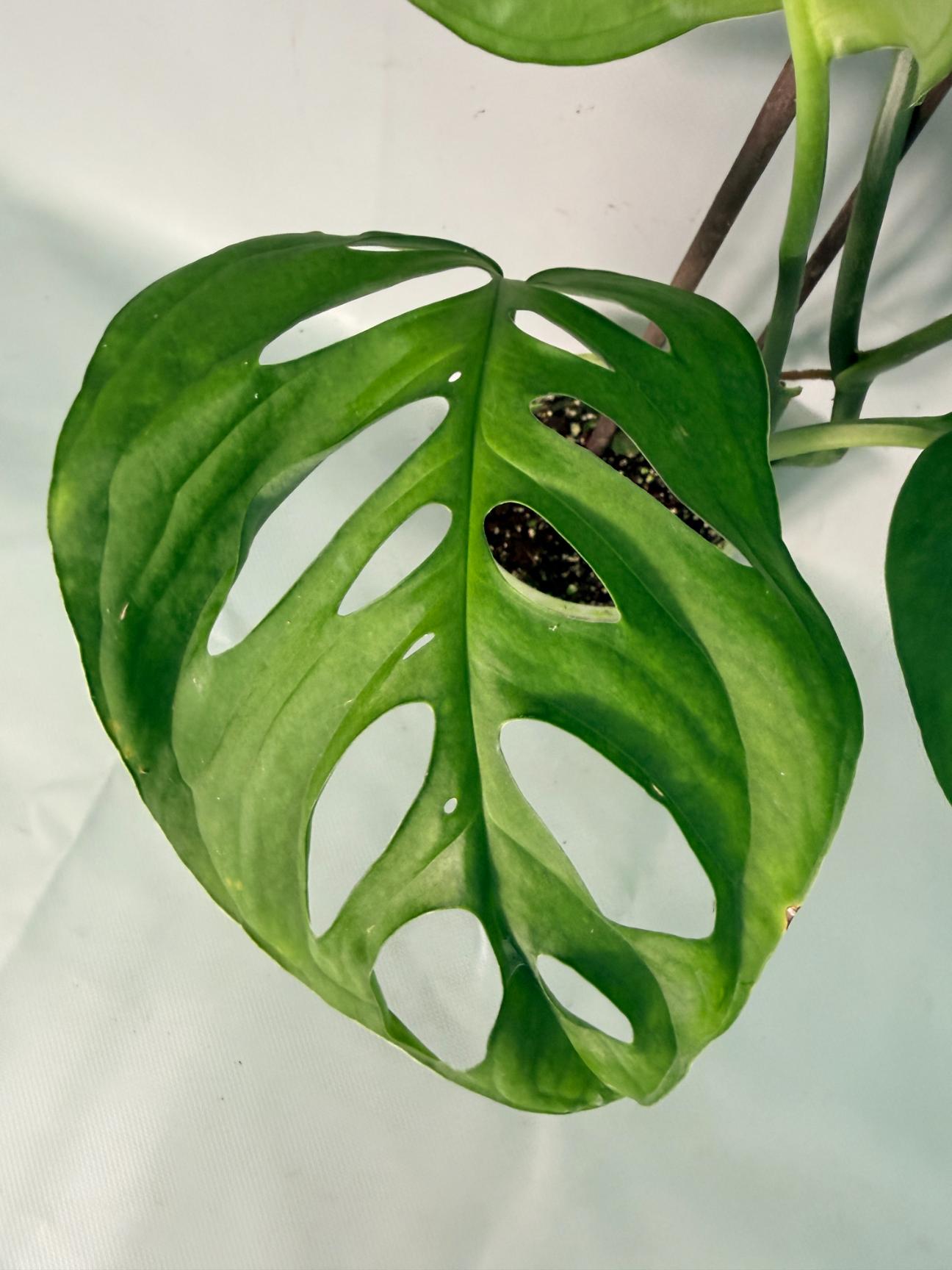 Monstera Epipremnoides Esqueleto XXL 11