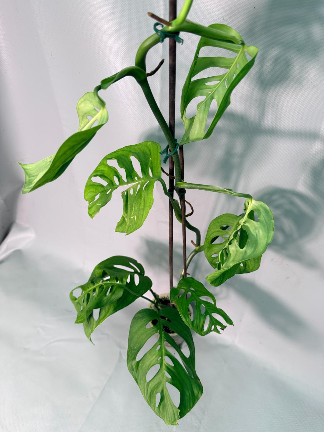 Monstera Epipremnoides Esqueleto XXL 01