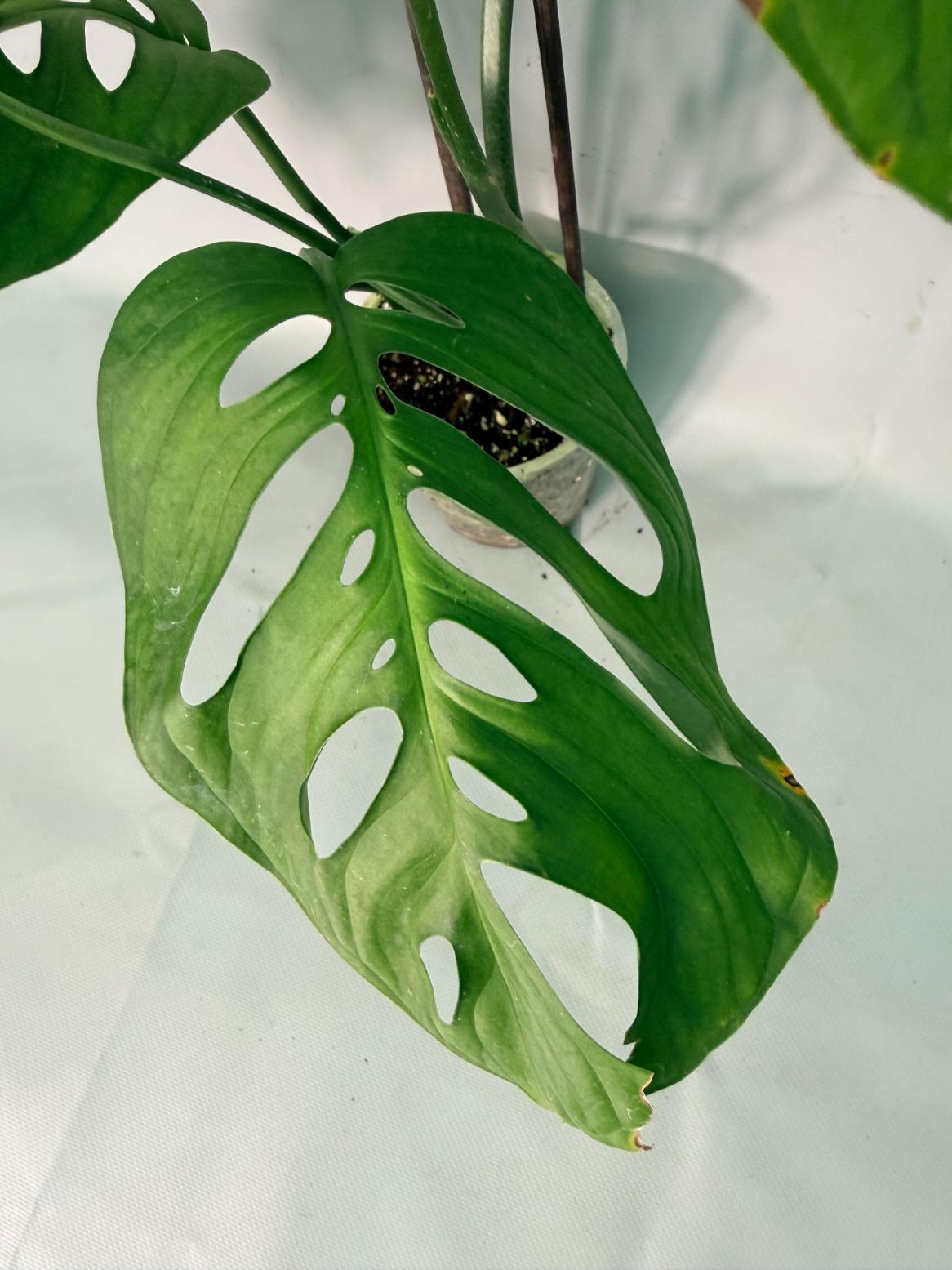 Monstera Epipremnoides Esqueleto XXL 03