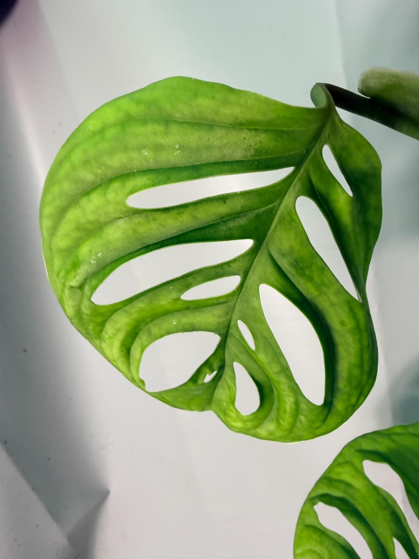 Monstera Epipremnoides Esqueleto XXL 04