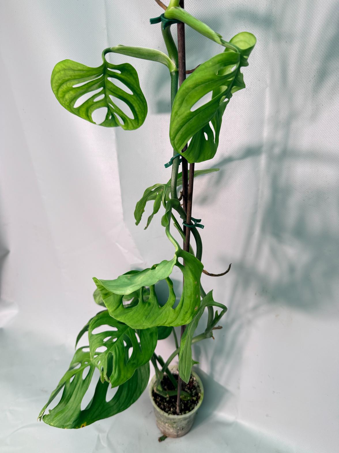 Monstera Epipremnoides Esqueleto XXL 05
