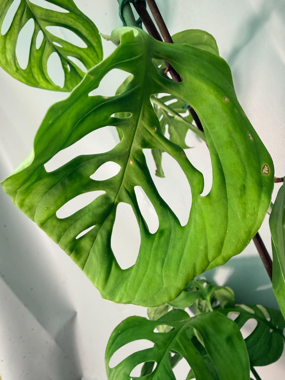 Monstera Epipremnoides Esqueleto XXL 06