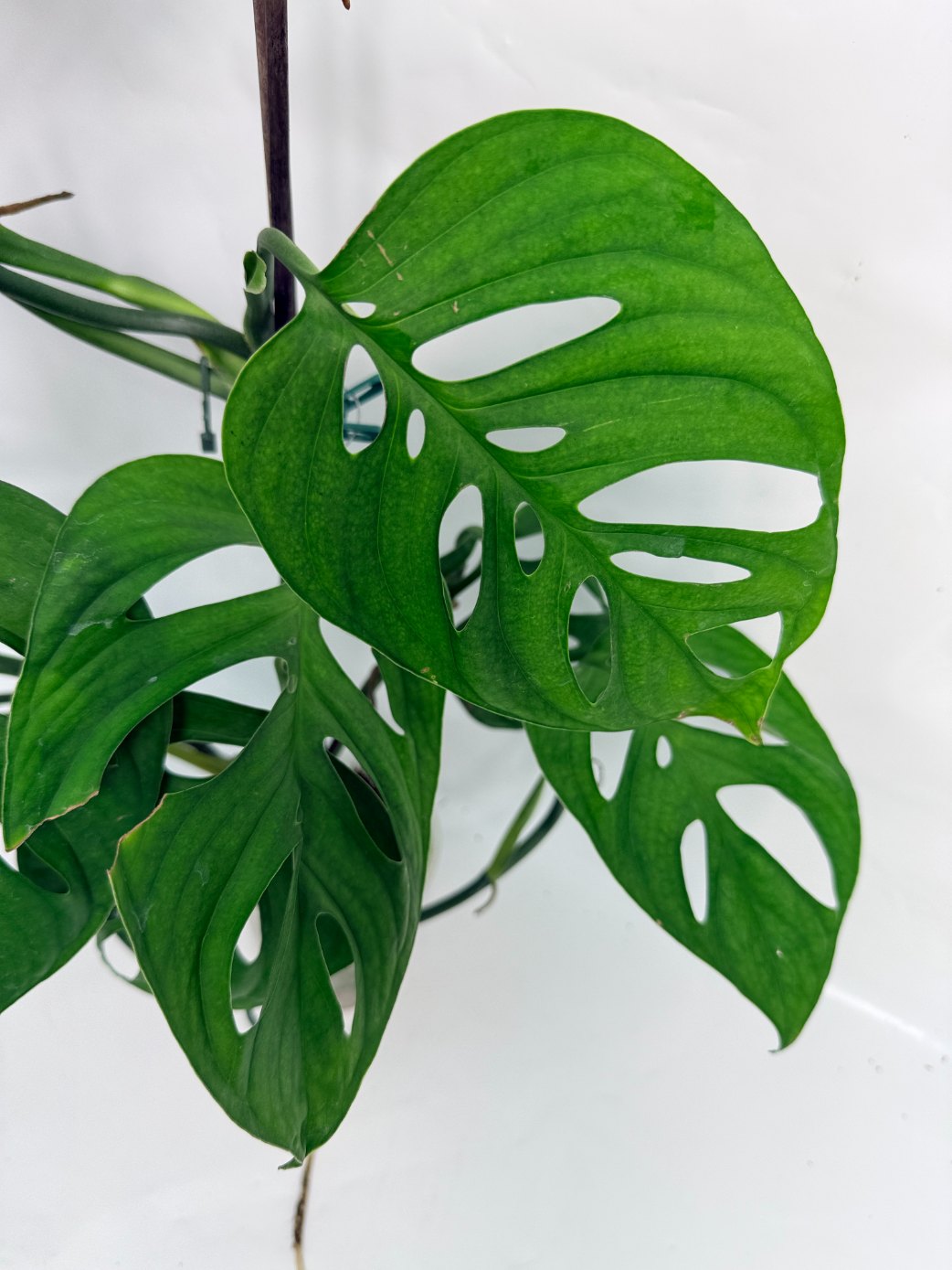 Monstera_Epipremnoides_Esqueleto_large