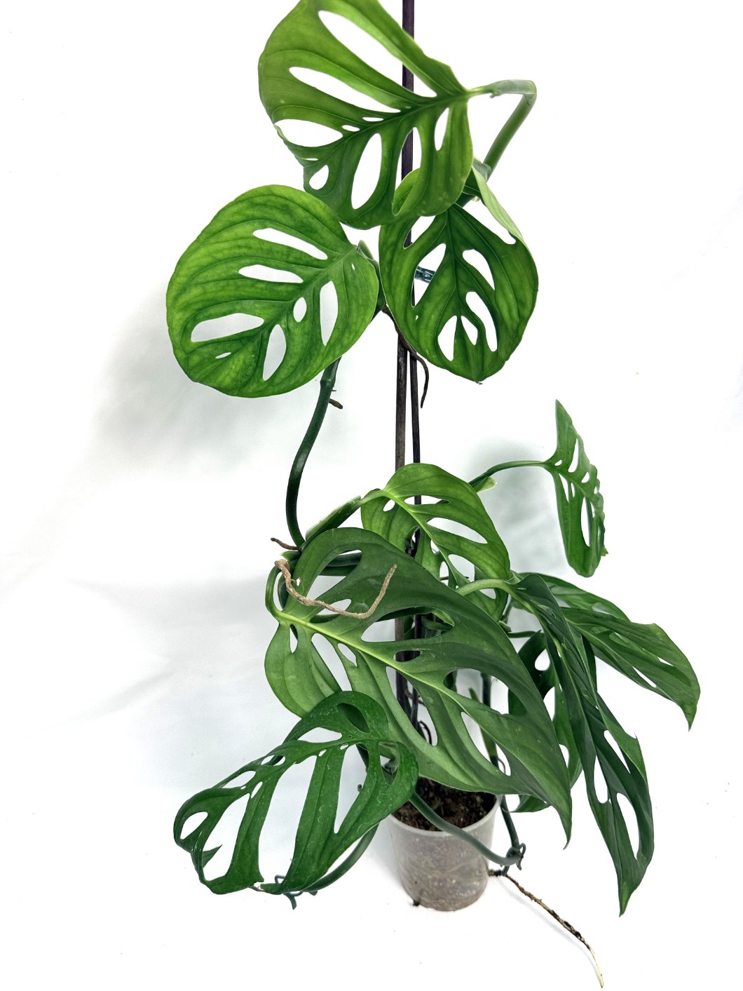 Monstera_Epipremnoides_Esqueleto_large