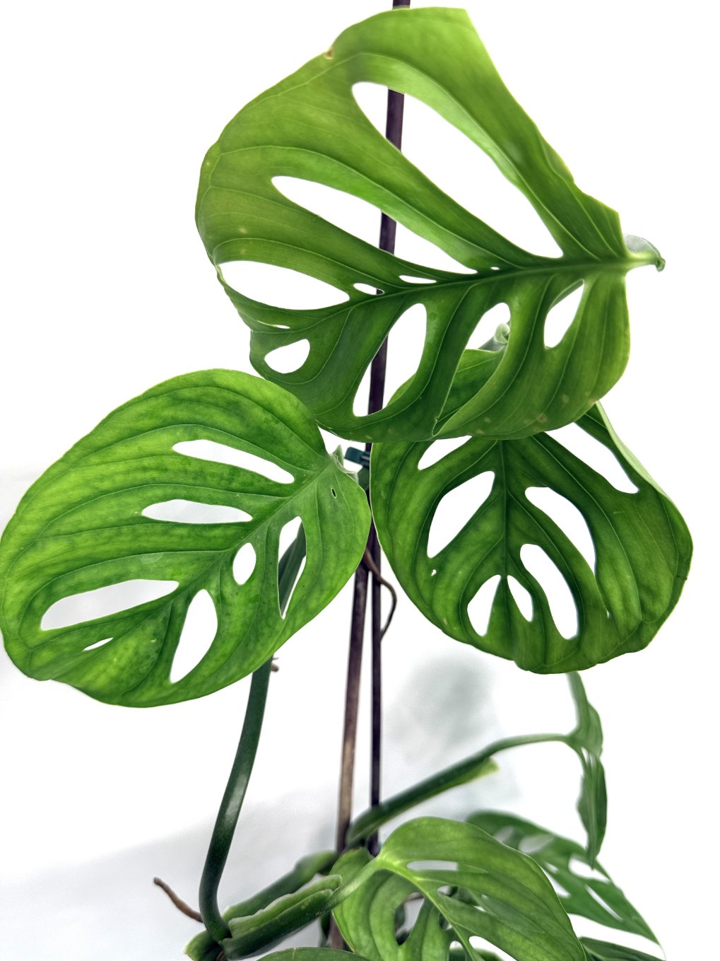 Monstera_Epipremnoides_Esqueleto_large