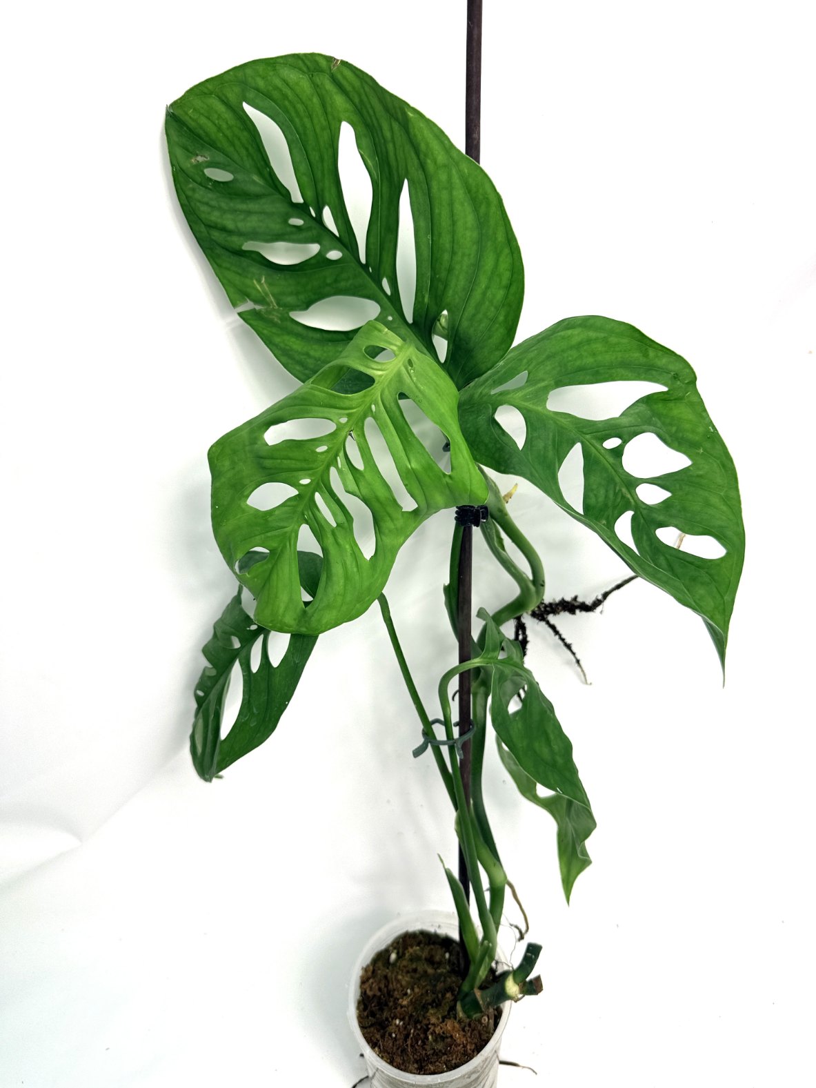 Monstera_Epipremnoides_Esqueleto_large