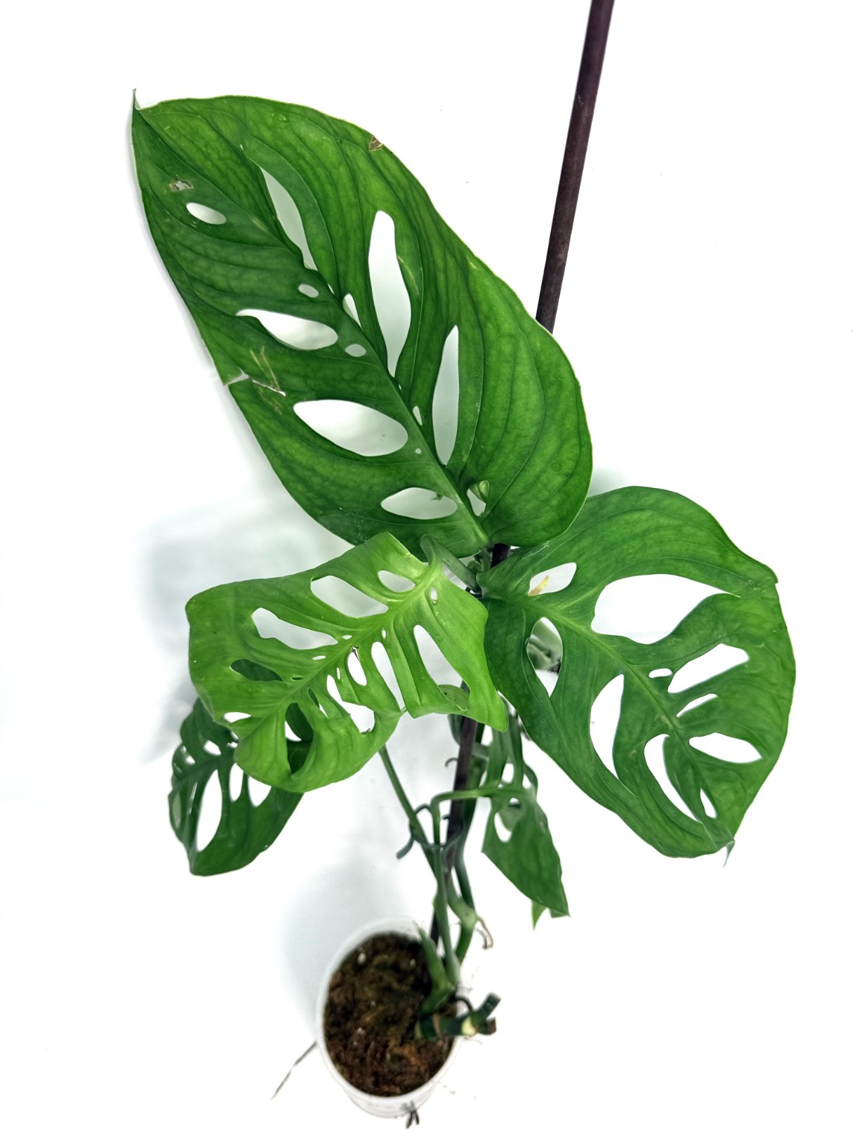 Monstera_Epipremnoides_Esqueleto_large