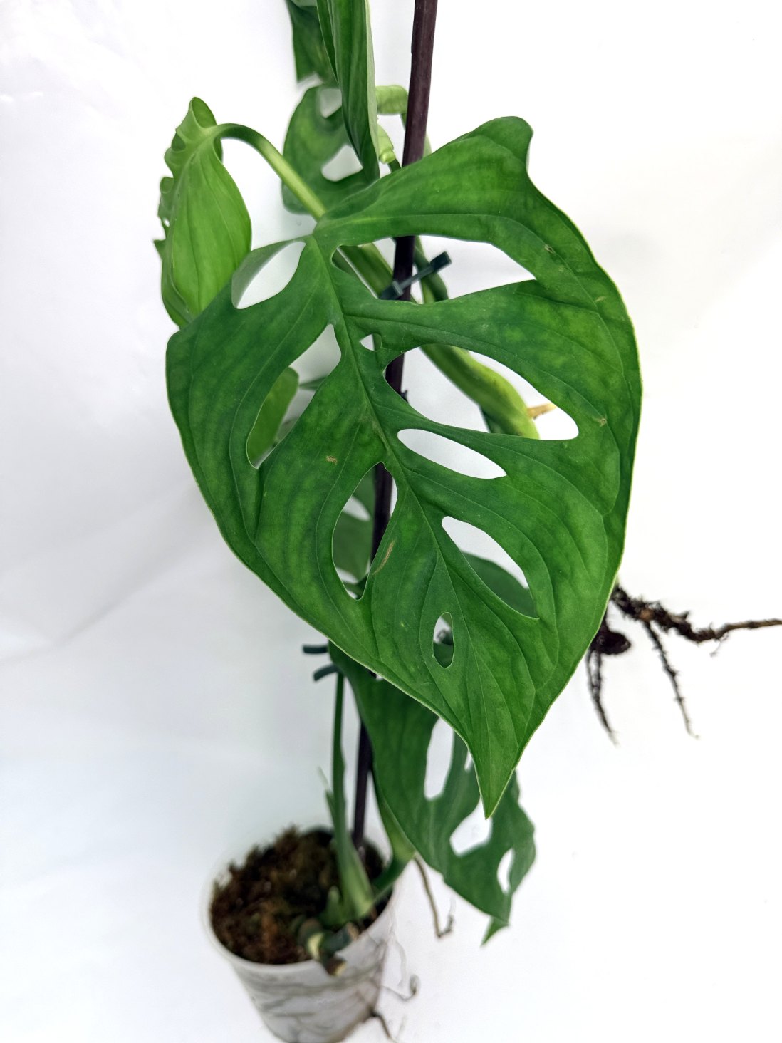 Monstera_Epipremnoides_Esqueleto_large