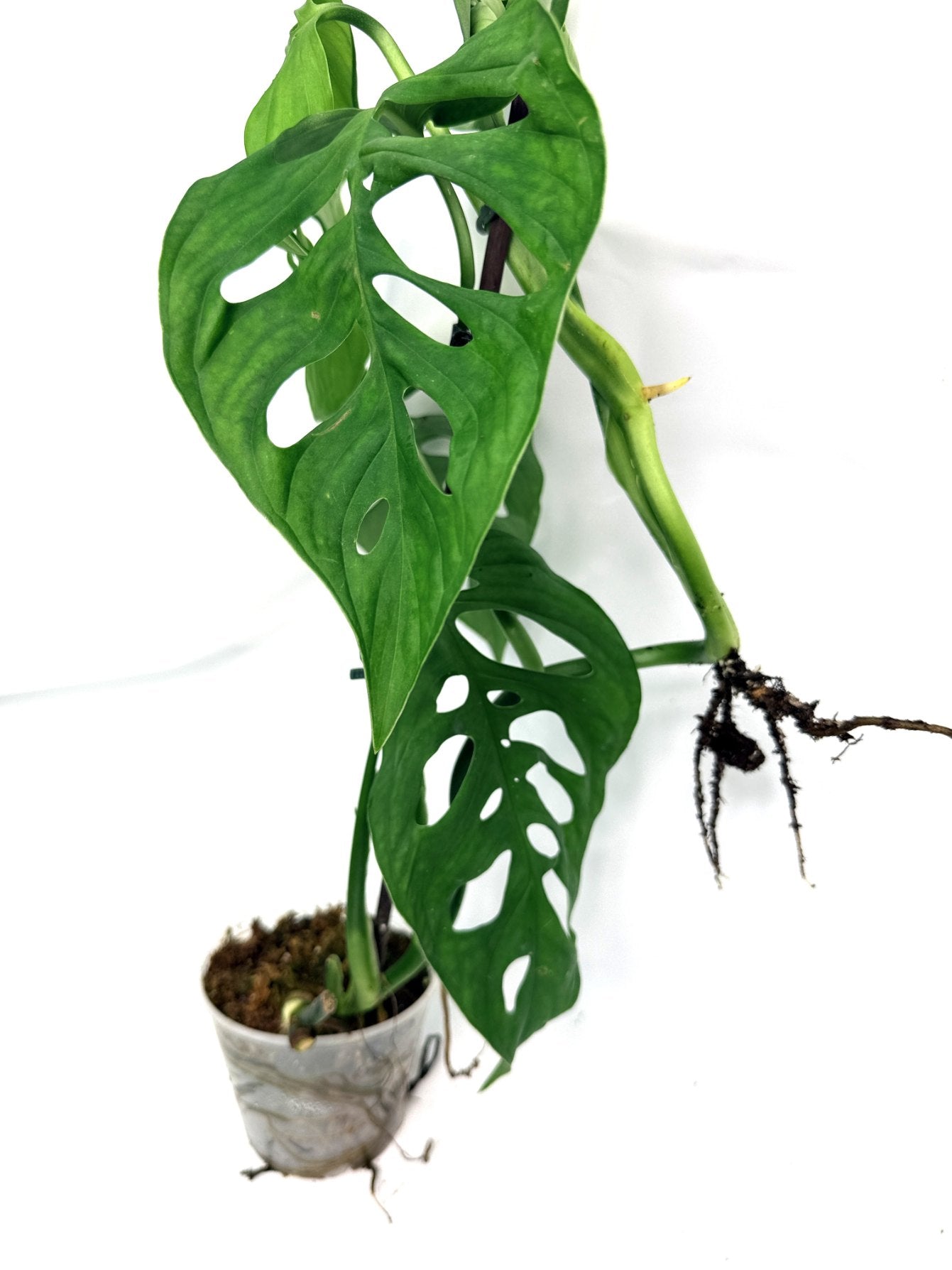 Monstera_Epipremnoides_Esqueleto_large