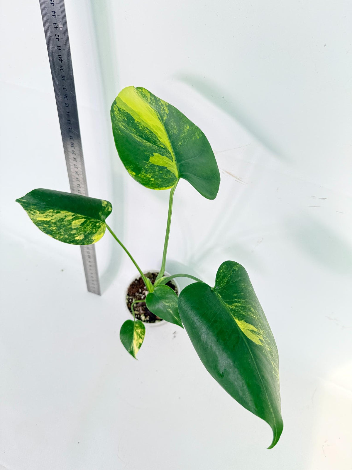 Monstera Yellow Marilin Variegata 2