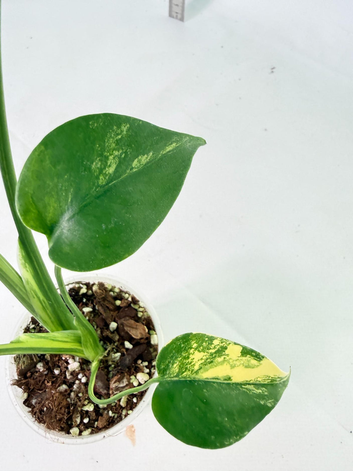 Monstera Yellow Marilin Variegata 9