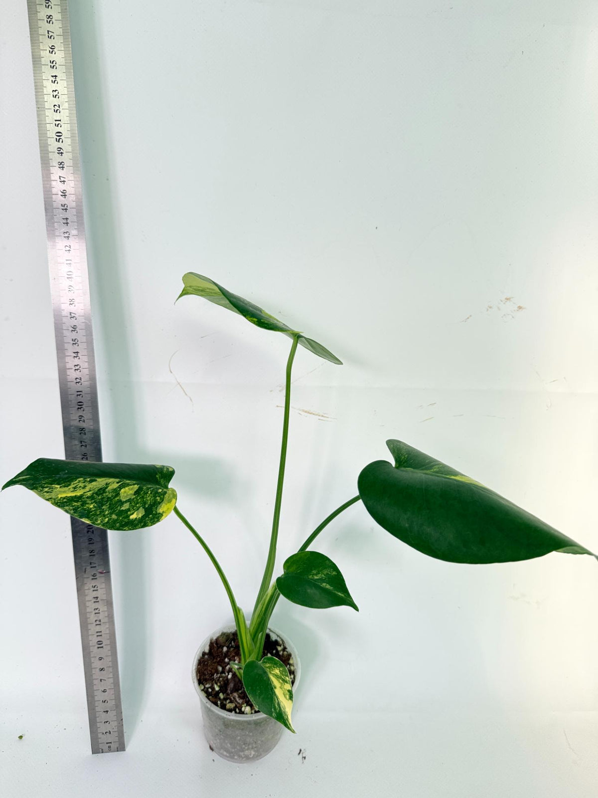 Monstera Yellow Marilin Variegata 8
