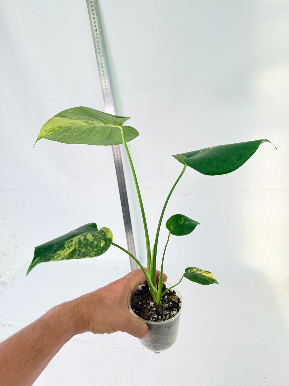 Monstera Yellow Marilin Variegata 4