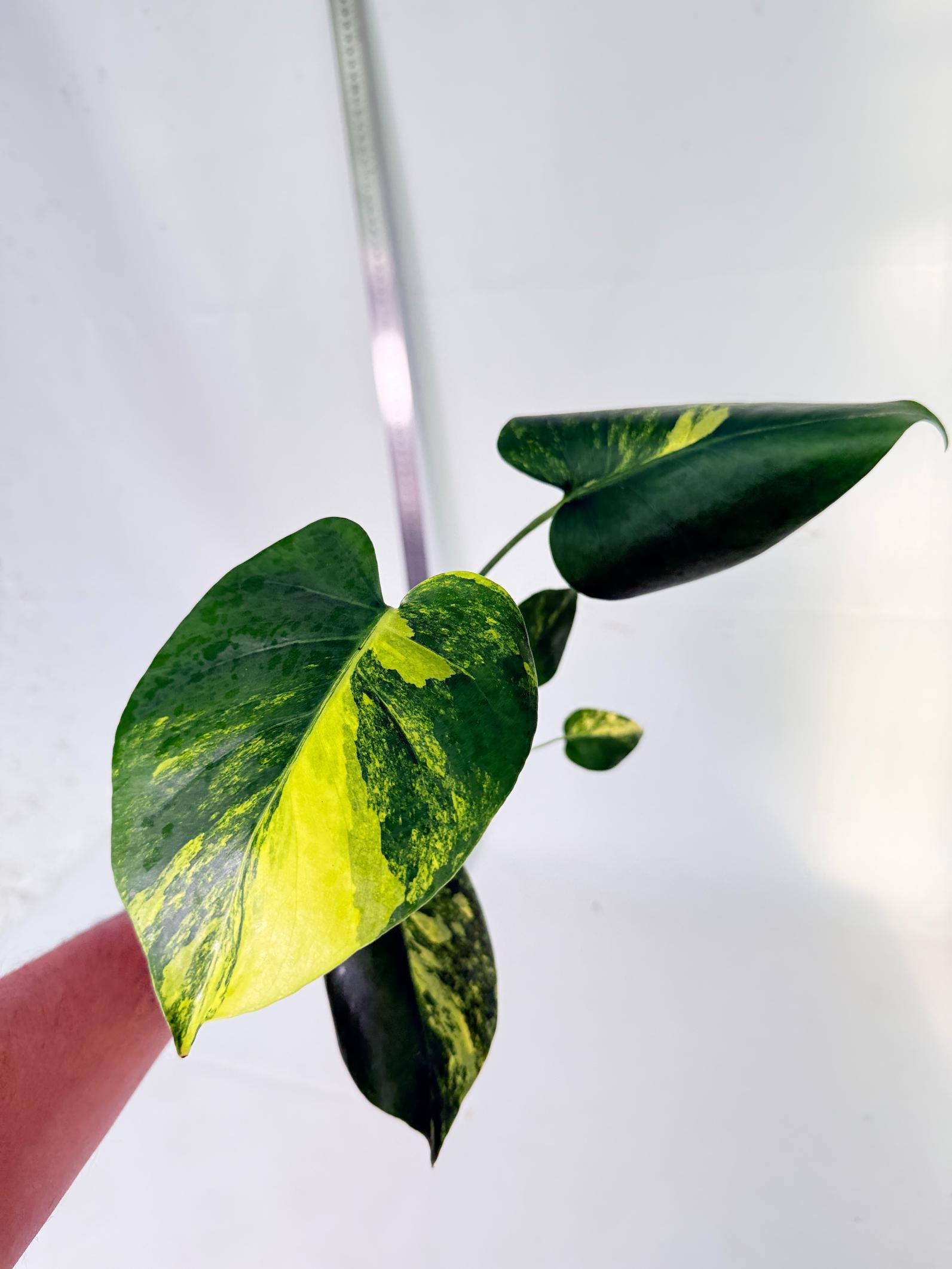 Monstera Yellow Marilin Variegata 3