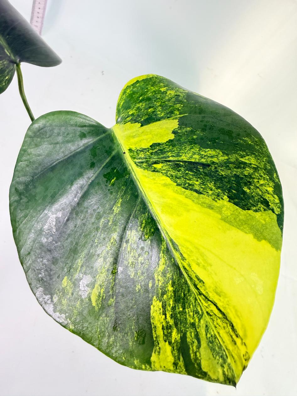 Monstera Yellow Marilin Variegata 1