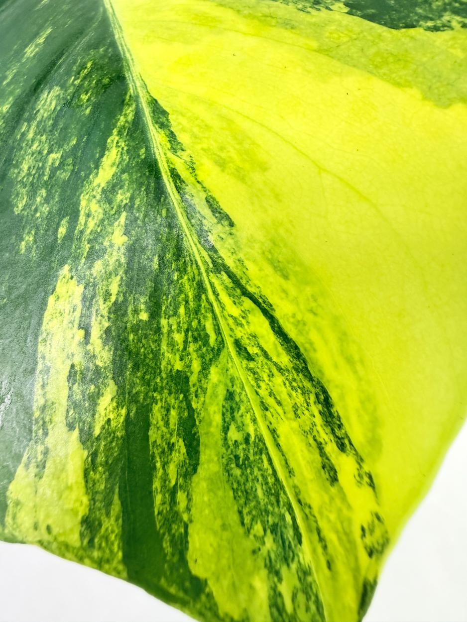 Monstera Yellow Marilin Variegata 5
