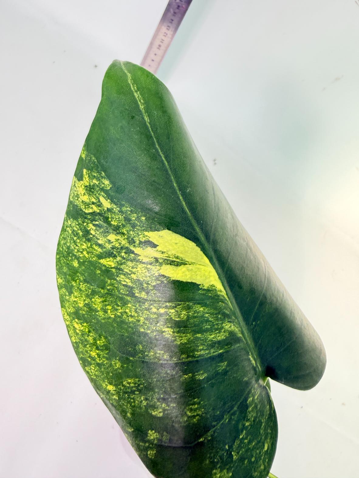 Monstera Yellow Marilin Variegata 6