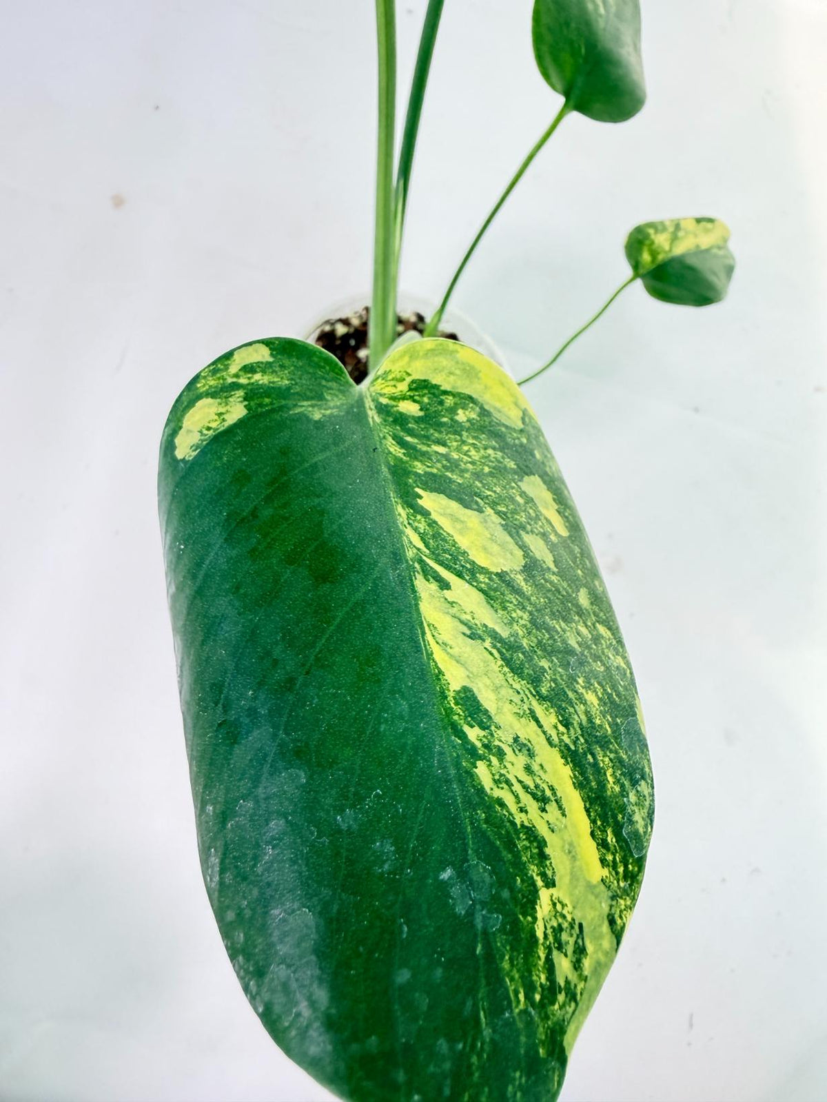 Monstera Yellow Marilin Variegata 7