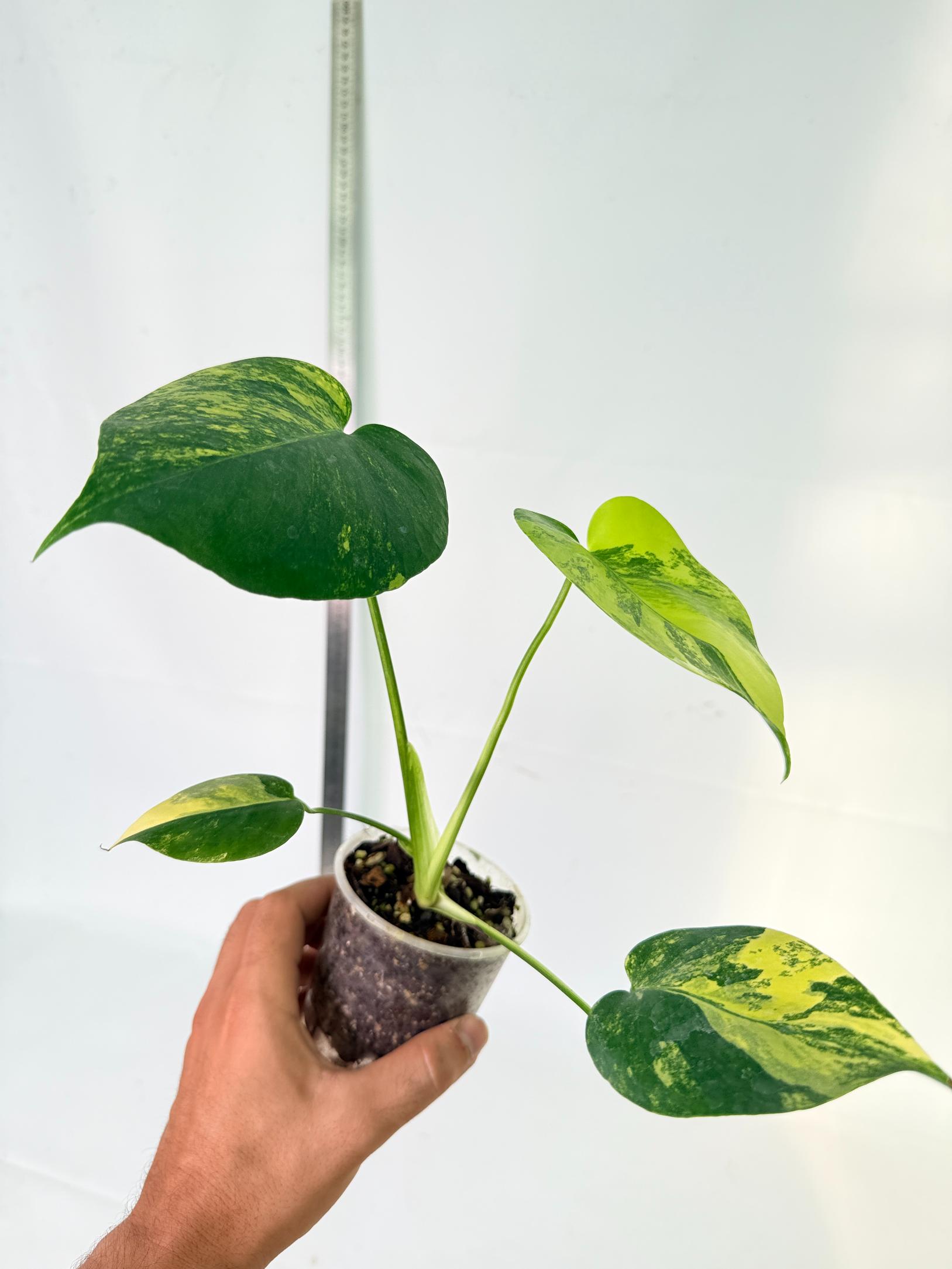 Monstera Yellow Marilin Variegata 3