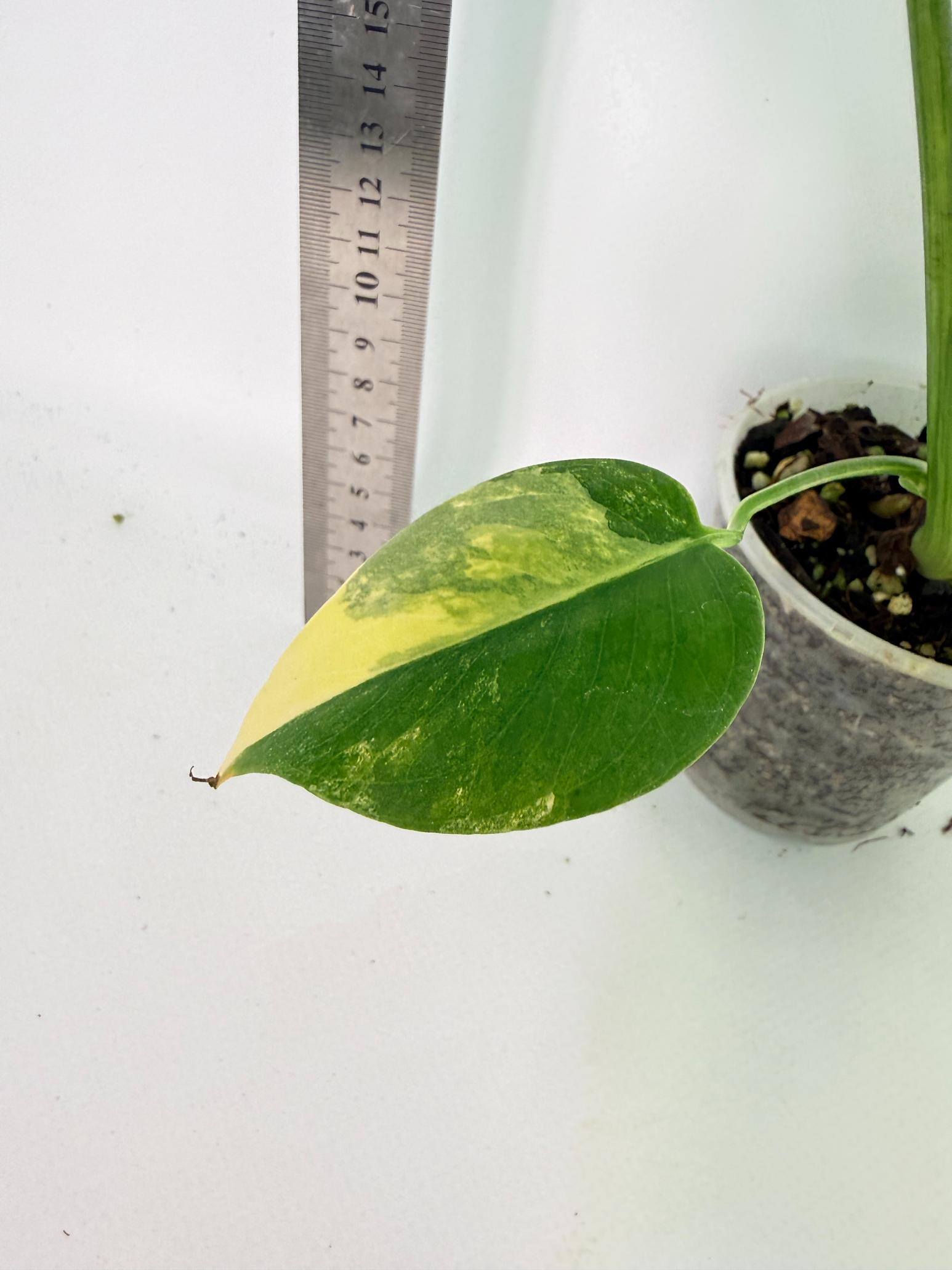 Monstera Yellow Marilin Variegata 10