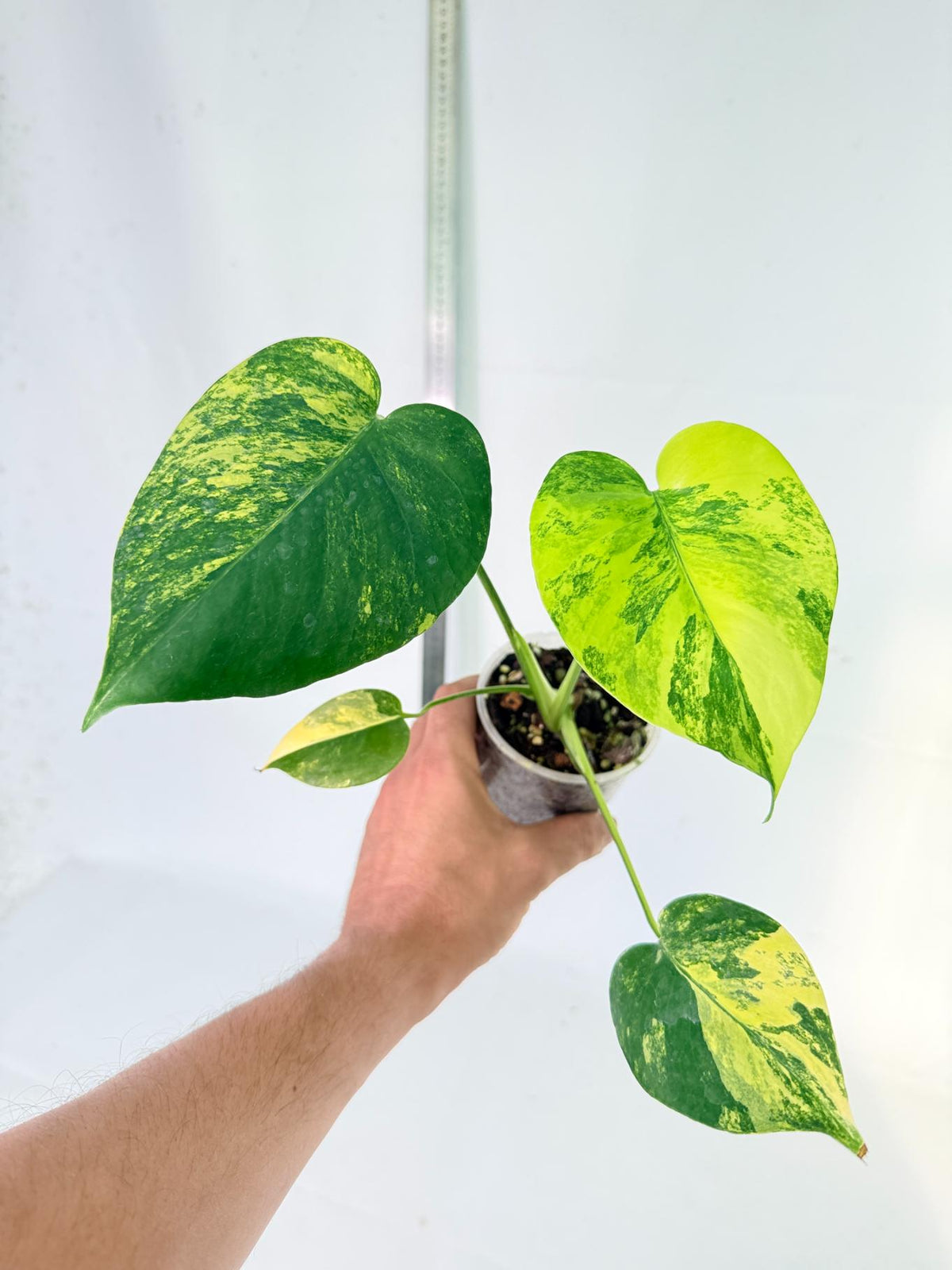 Monstera Yellow Marilin Variegata 6