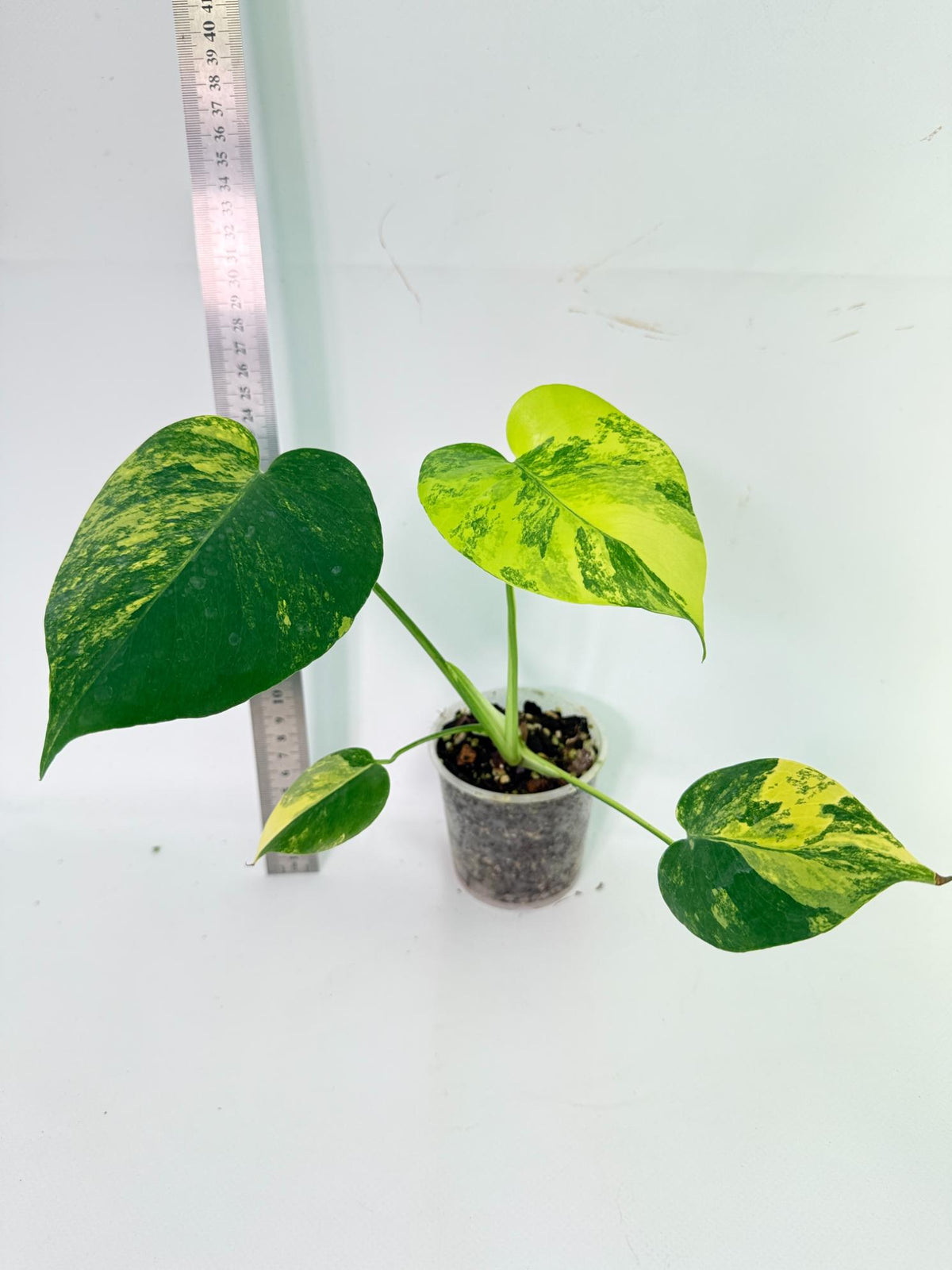 Monstera Yellow Marilin Variegata 5