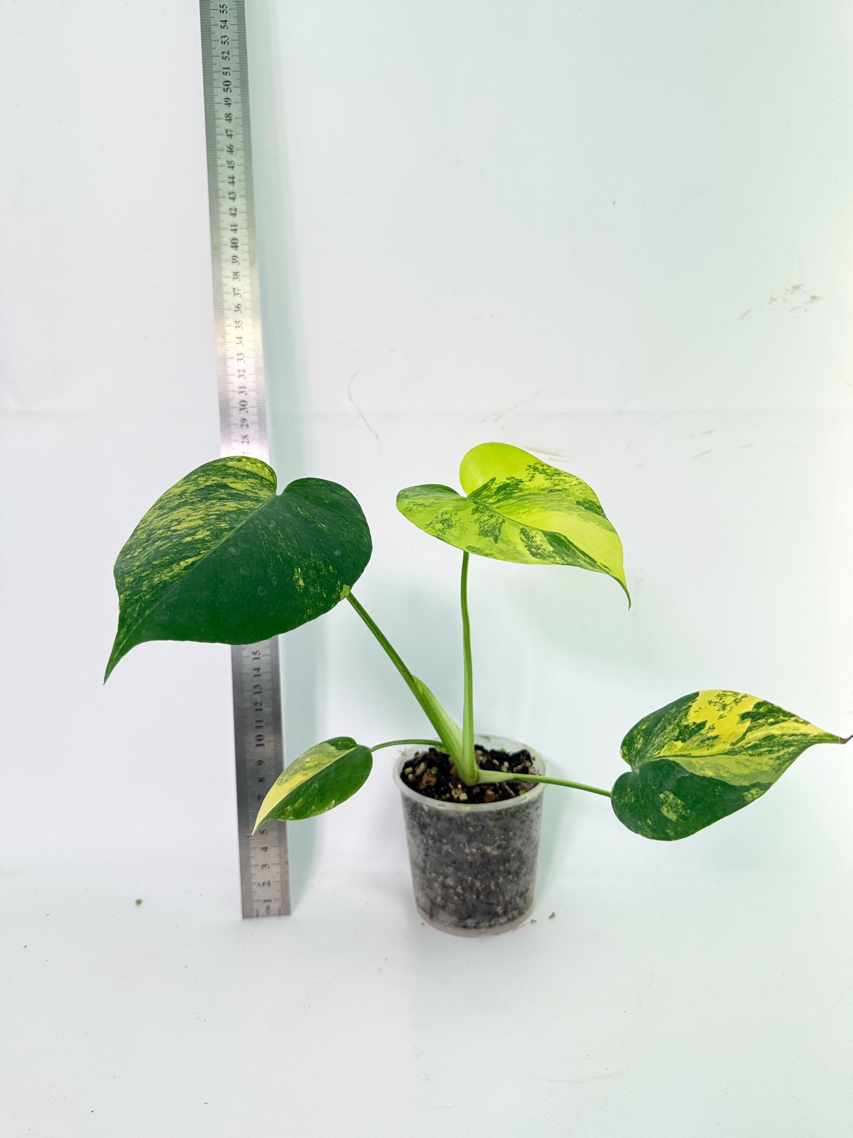 Monstera Yellow Marilin Variegata 8