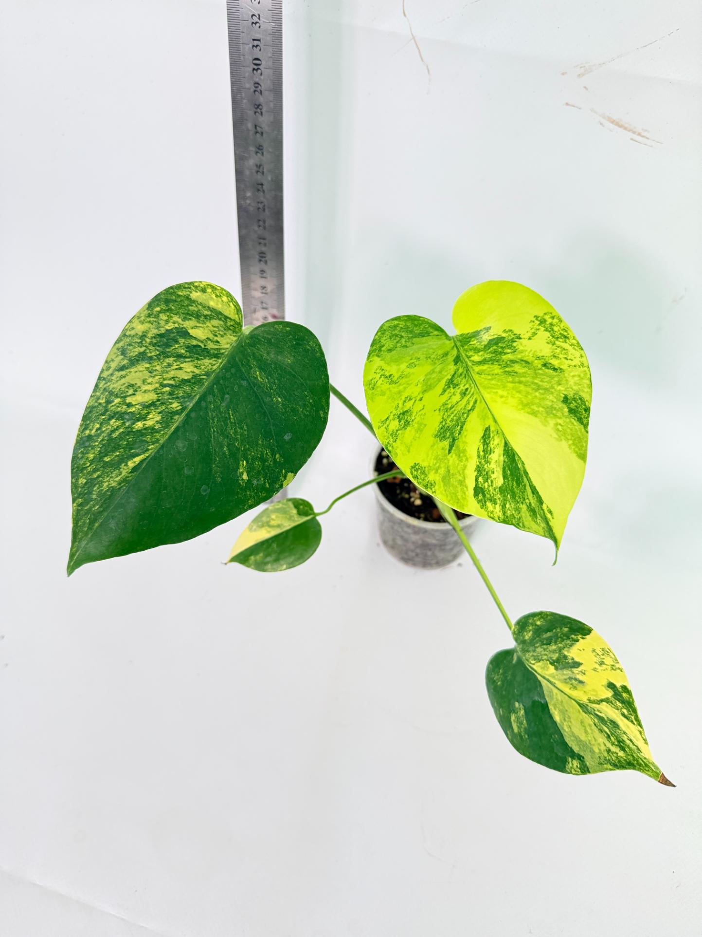Monstera Yellow Marilin Variegata 2