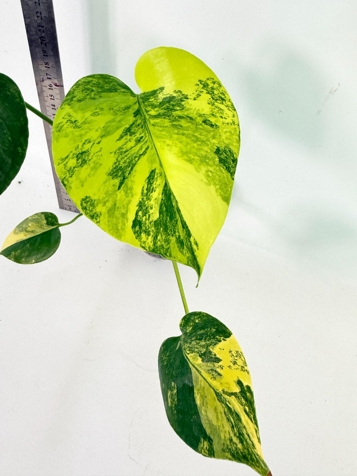 Monstera Yellow Marilin Variegata 4