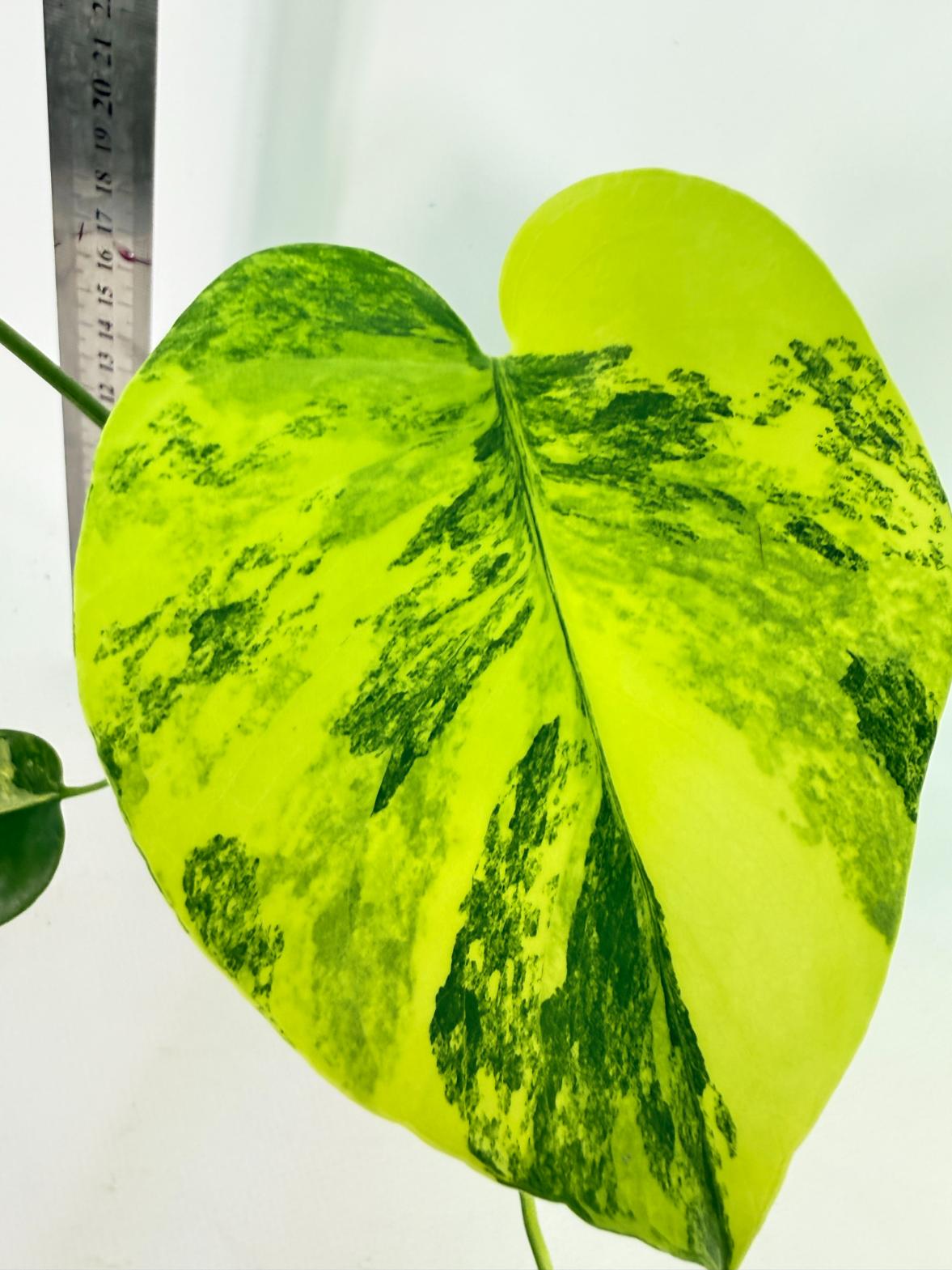 Monstera Yellow Marilin Variegata 1