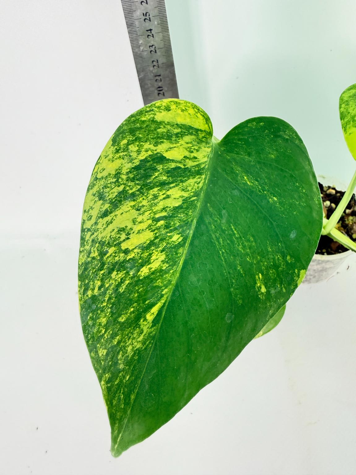 Monstera Yellow Marilin Variegata 7
