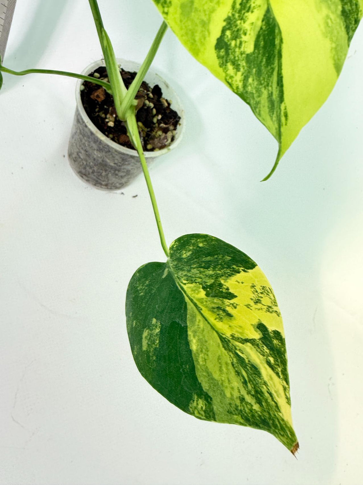 Monstera Yellow Marilin Variegata 9