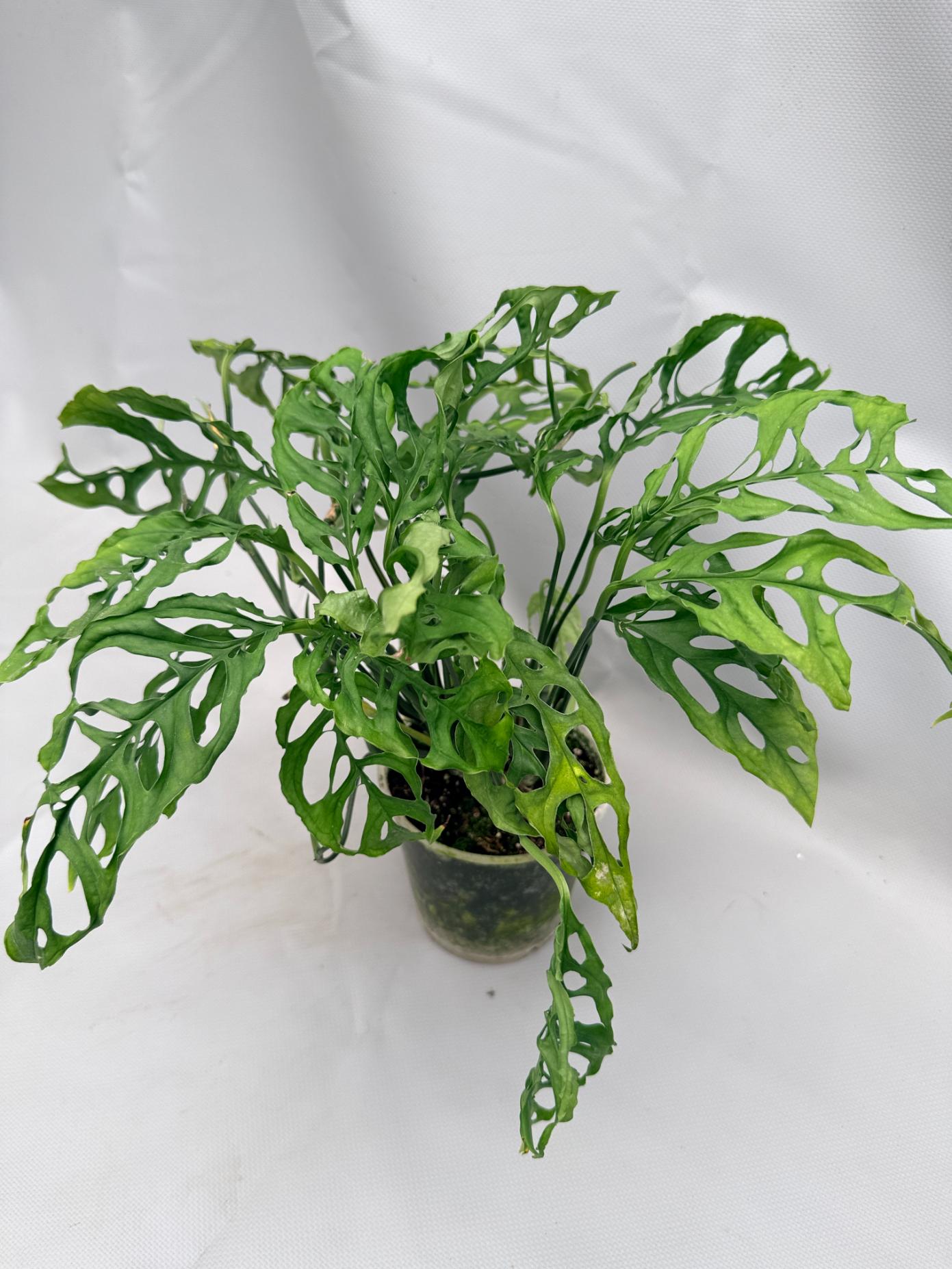 Monstera Obliqua 'Peru' 01