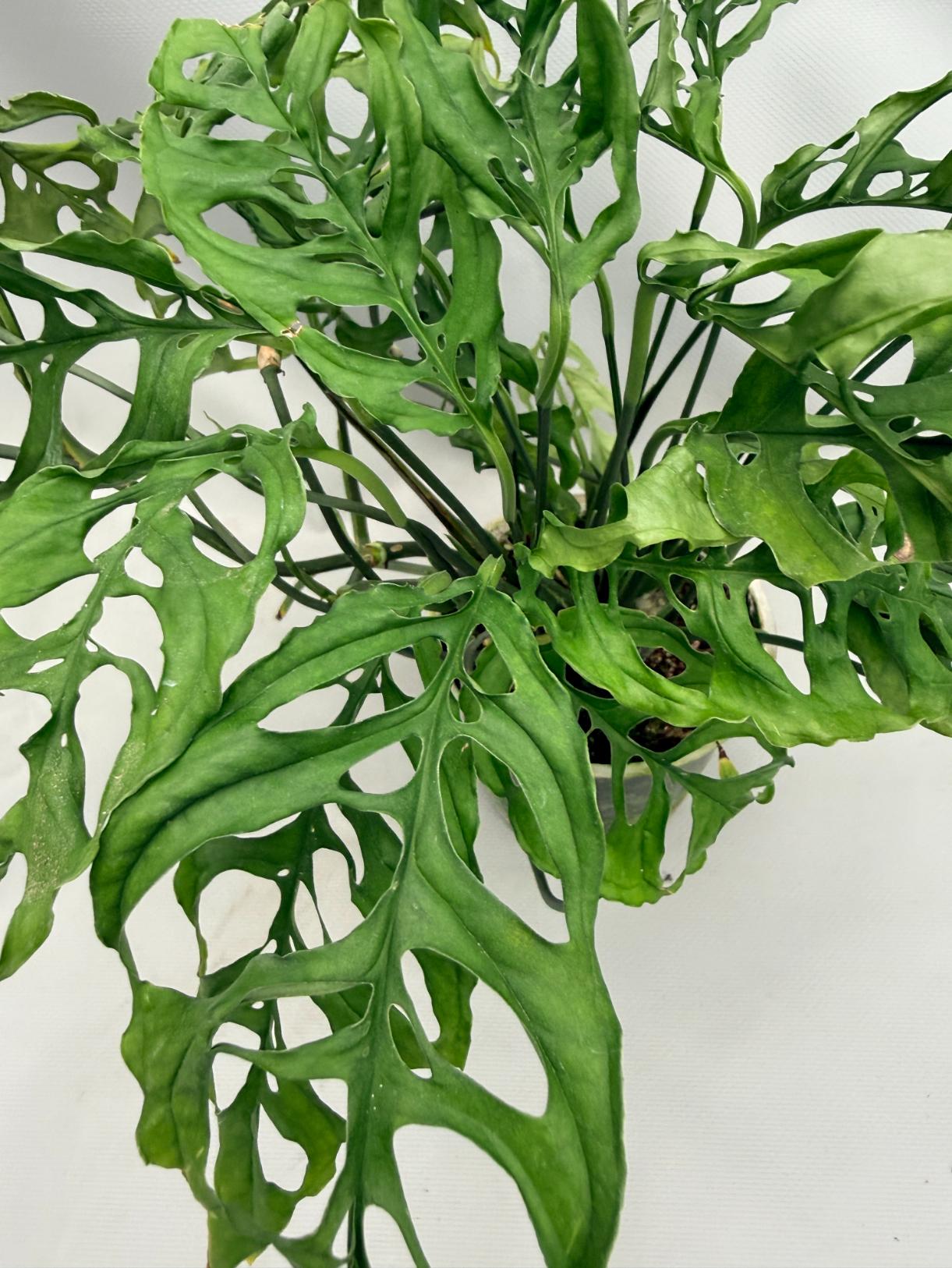 Monstera Obliqua 'Peru' 02