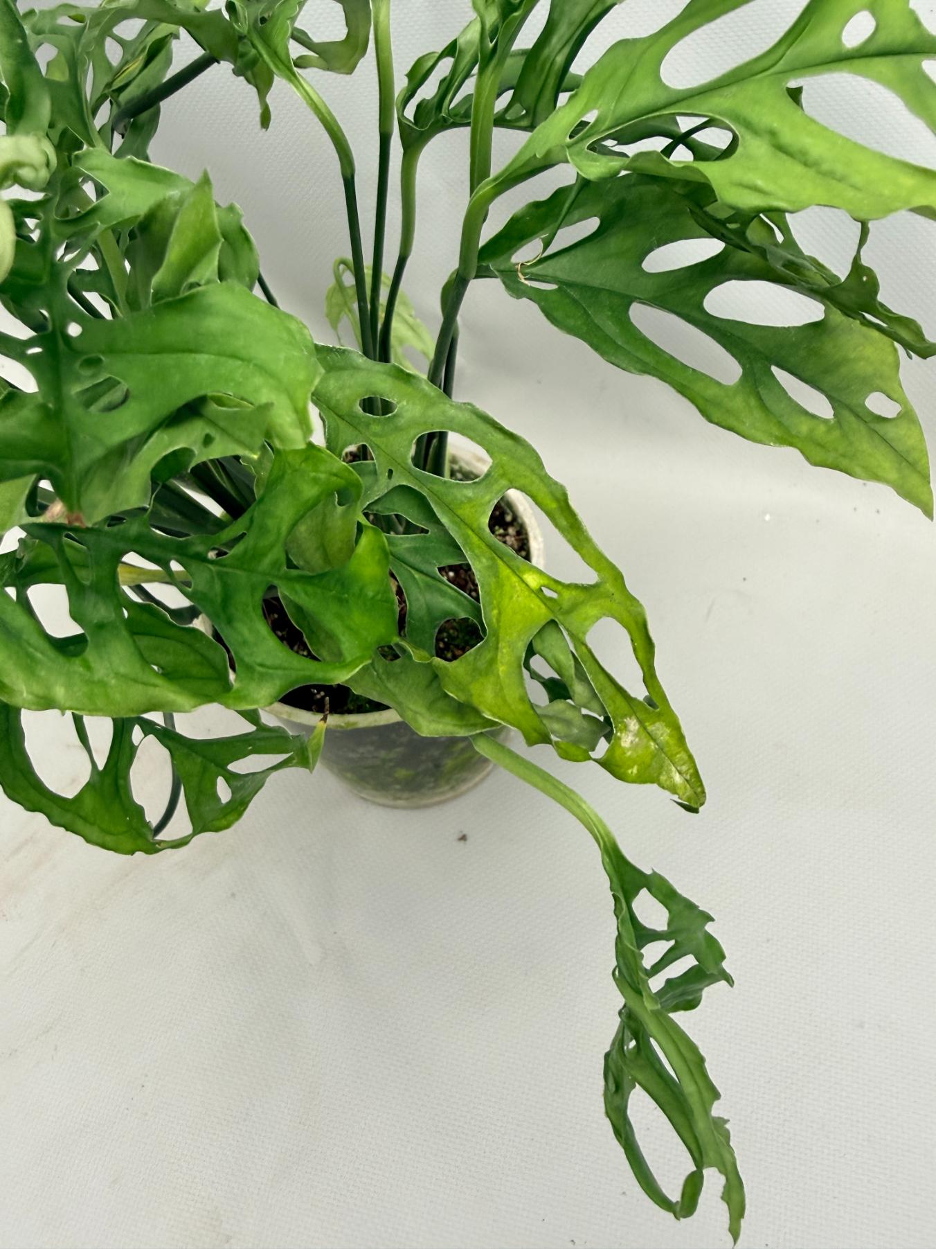 Monstera Obliqua 'Peru' 03
