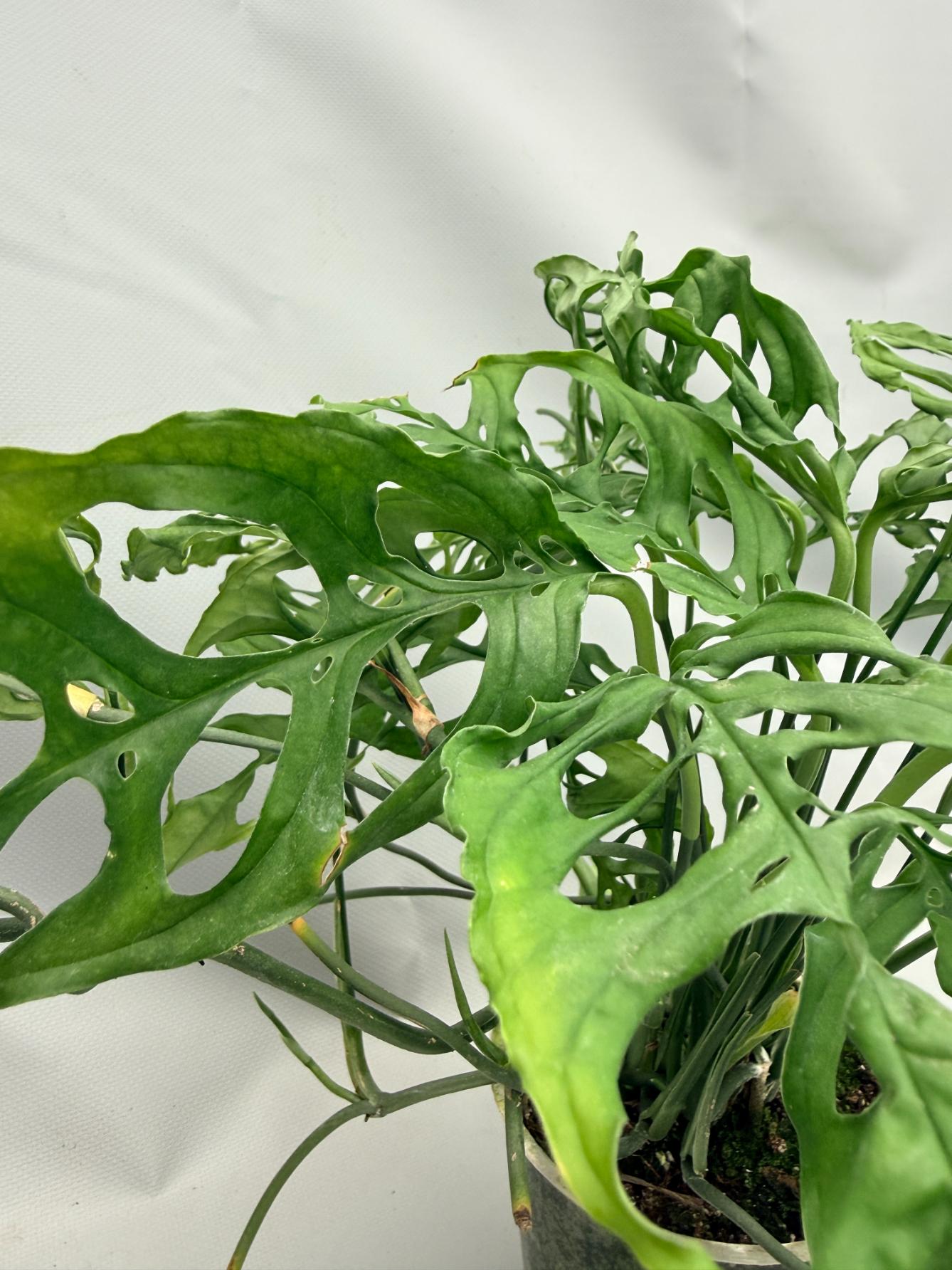 Monstera Obliqua 'Peru' 05