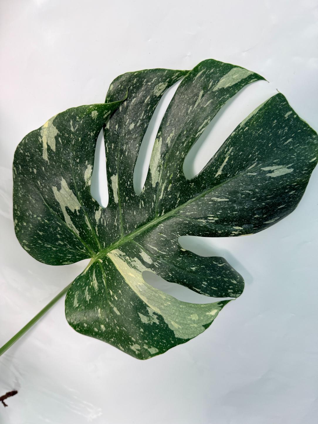 Monstera Thai Constellation XL